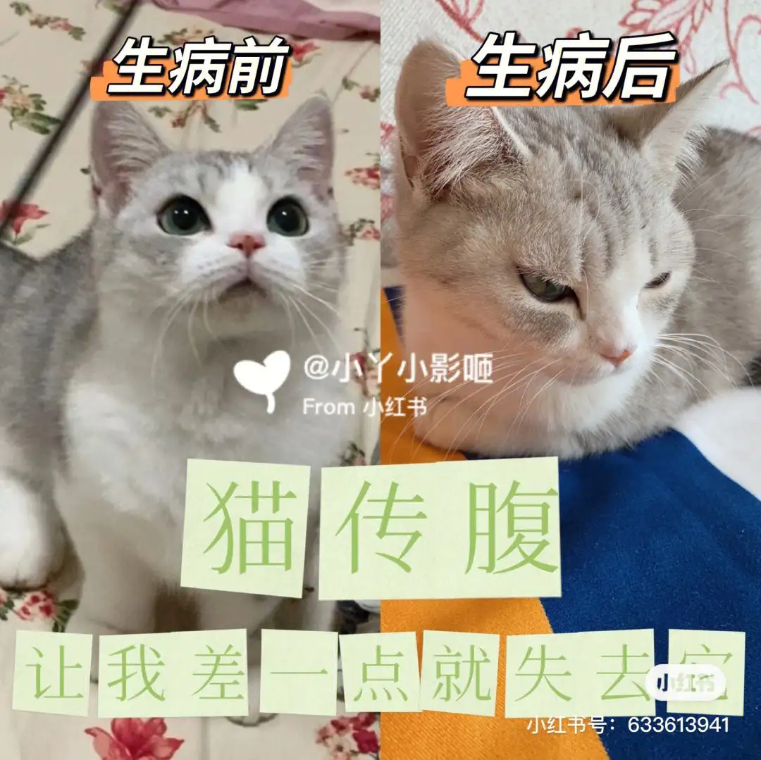 猫传腹能喝牛奶吗(猫传腹可以吃牛肉吗)