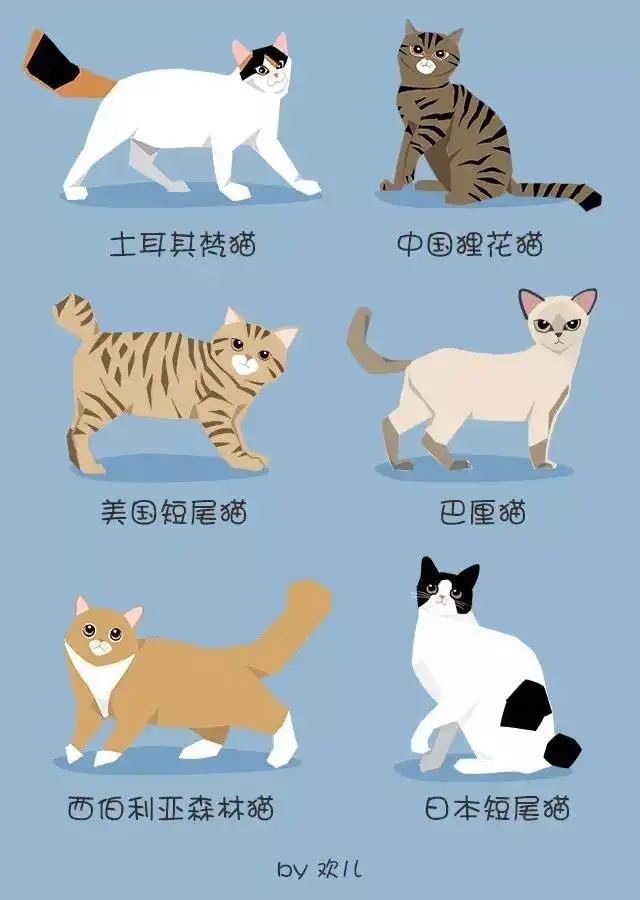 猫咪品种分类图(猫咪品种名称图片大全)