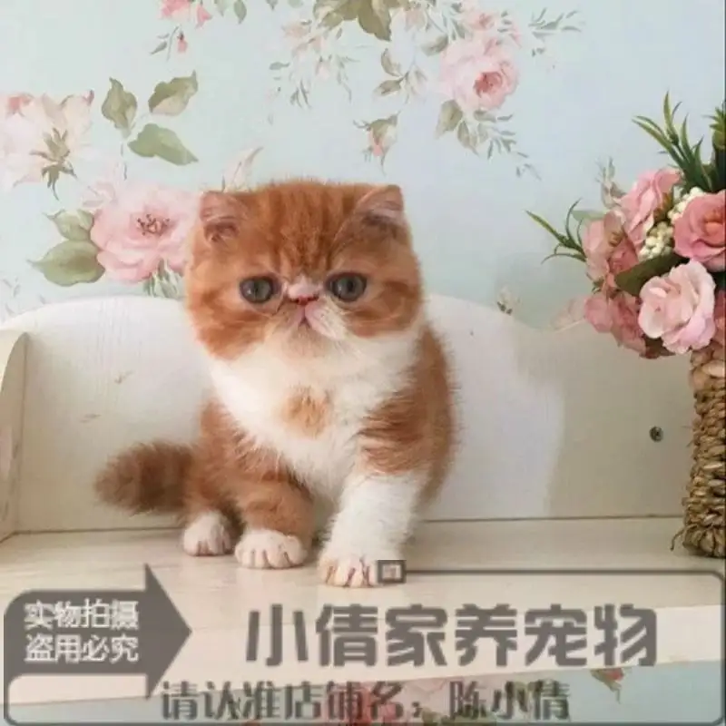 异国短毛猫价位(异国短毛猫好养活吗)