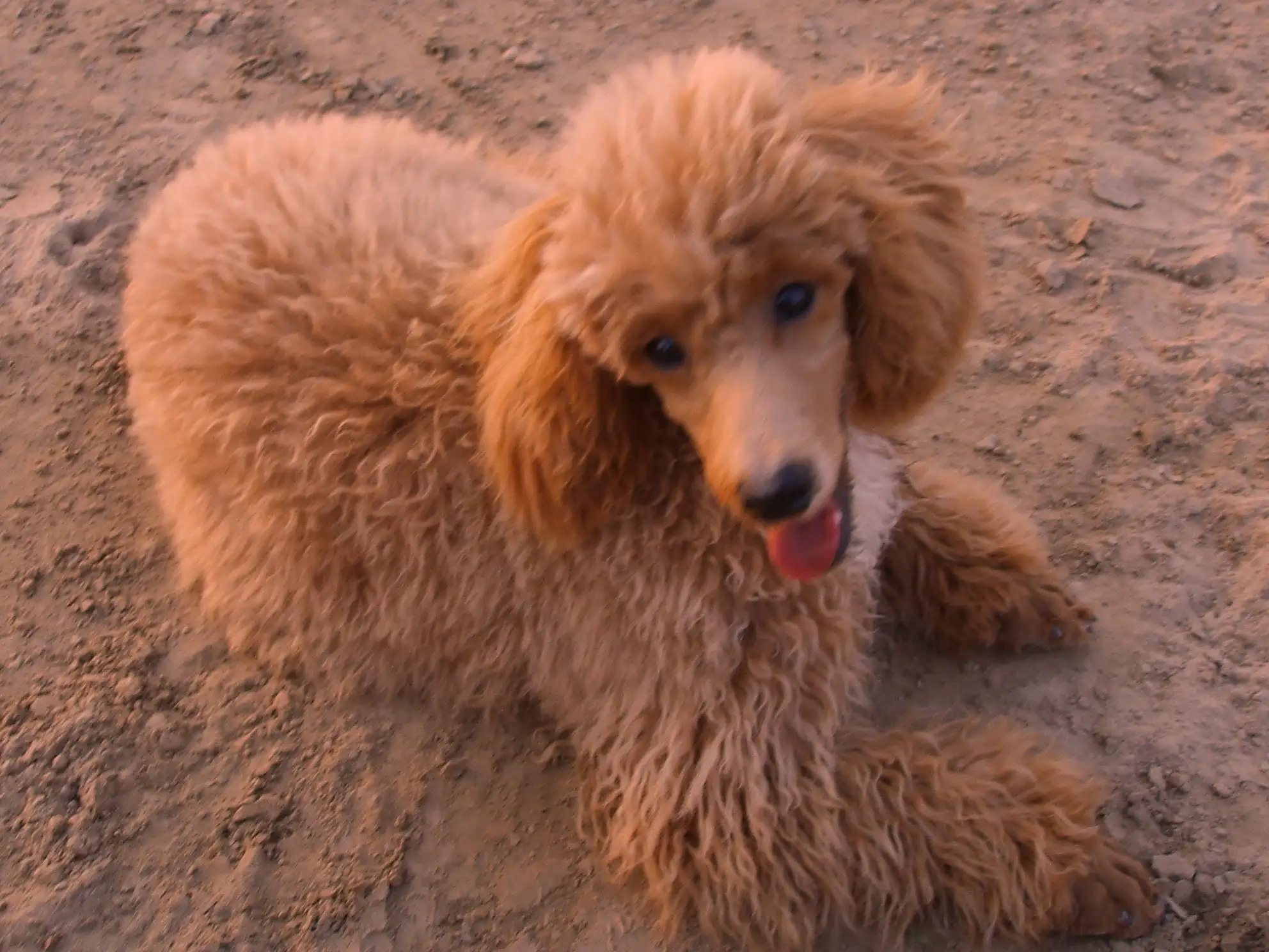 贵宾犬多大(贵宾犬多大可以怀孕)