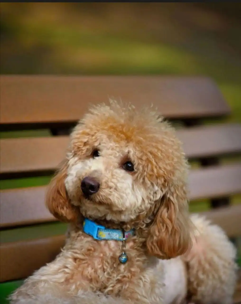 小型犬掉毛少的有哪些(小型犬掉毛少的有哪些品种)