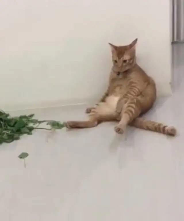 猫吸猫薄荷是什么感觉(猫吸猫薄荷吸多了会怎么样)