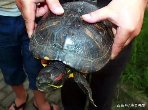 巴西龟想放生怎么办(巴西龟放生有什么讲究)