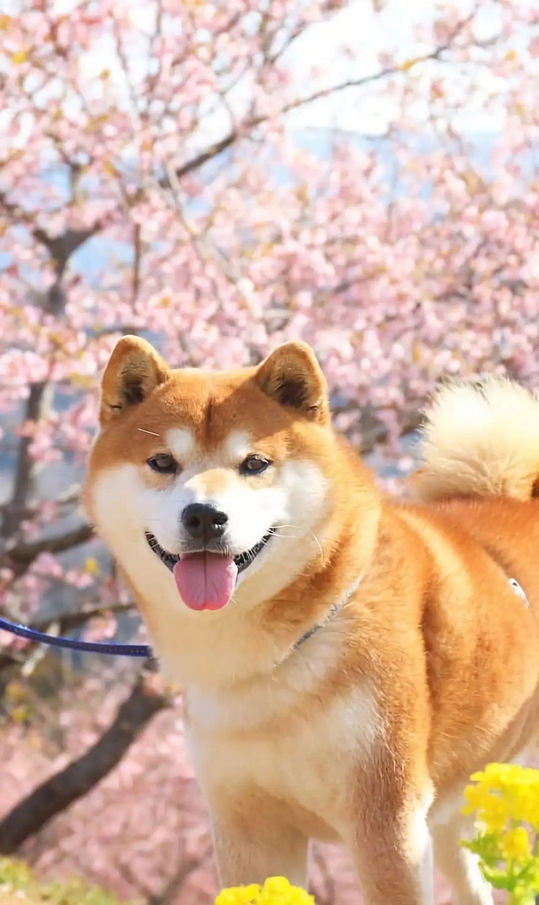 秋田犬的(秋田犬的智商排名)