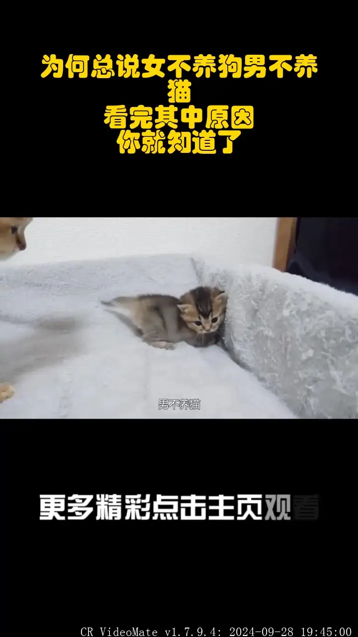 养狗不养猫是什么意思(男人养猫是因为生理需求吗)