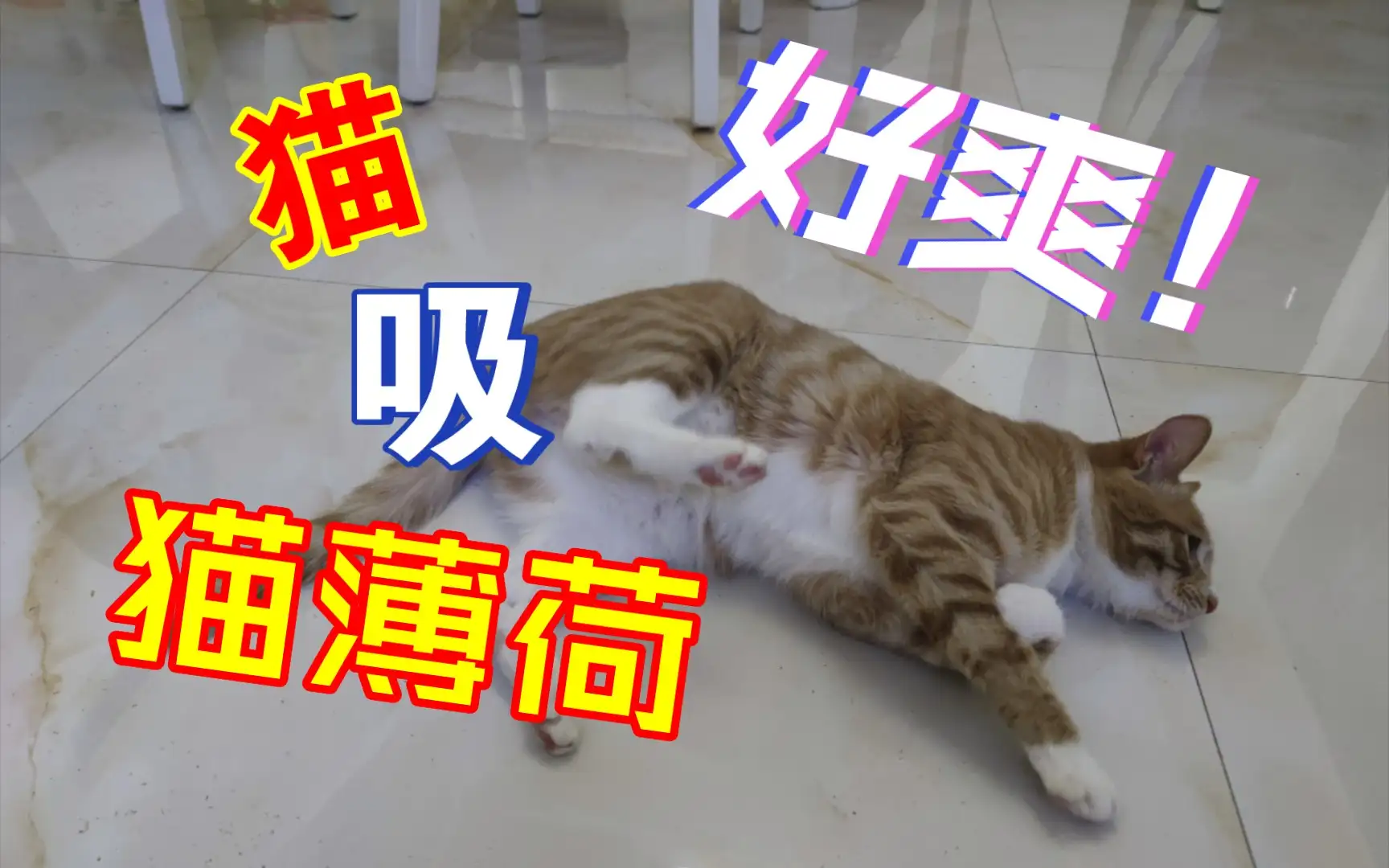 猫吸猫薄荷是什么感觉(猫吸猫薄荷吸多了会怎么样)