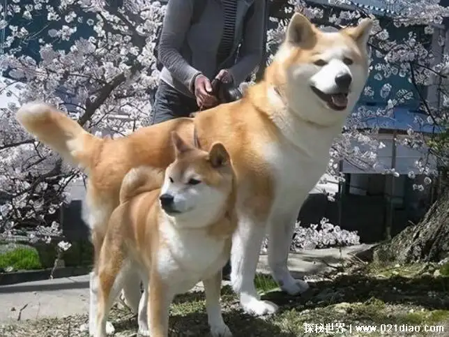 柴犬秋田犬区别图片(柴犬和秋田犬图片对比)