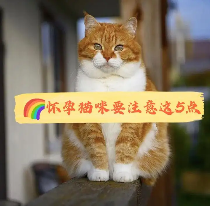 孕猫(孕猫拉肚子怎么办)