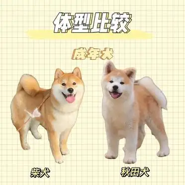 柴犬秋田犬区别图片(柴犬和秋田犬图片对比)