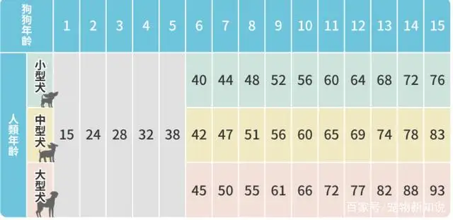 狗9年相当于人多少岁的简单介绍