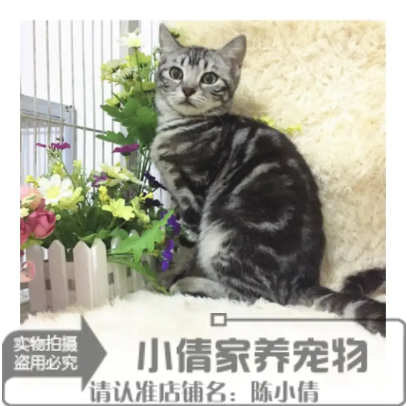 纯种猫猫咪一只费用(一只种猫可以服役多少年)