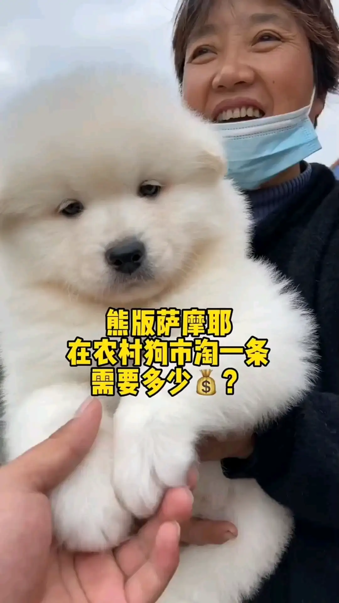 小萨摩耶犬需要多少钱(小萨摩耶犬需要多少钱一只幼犬)