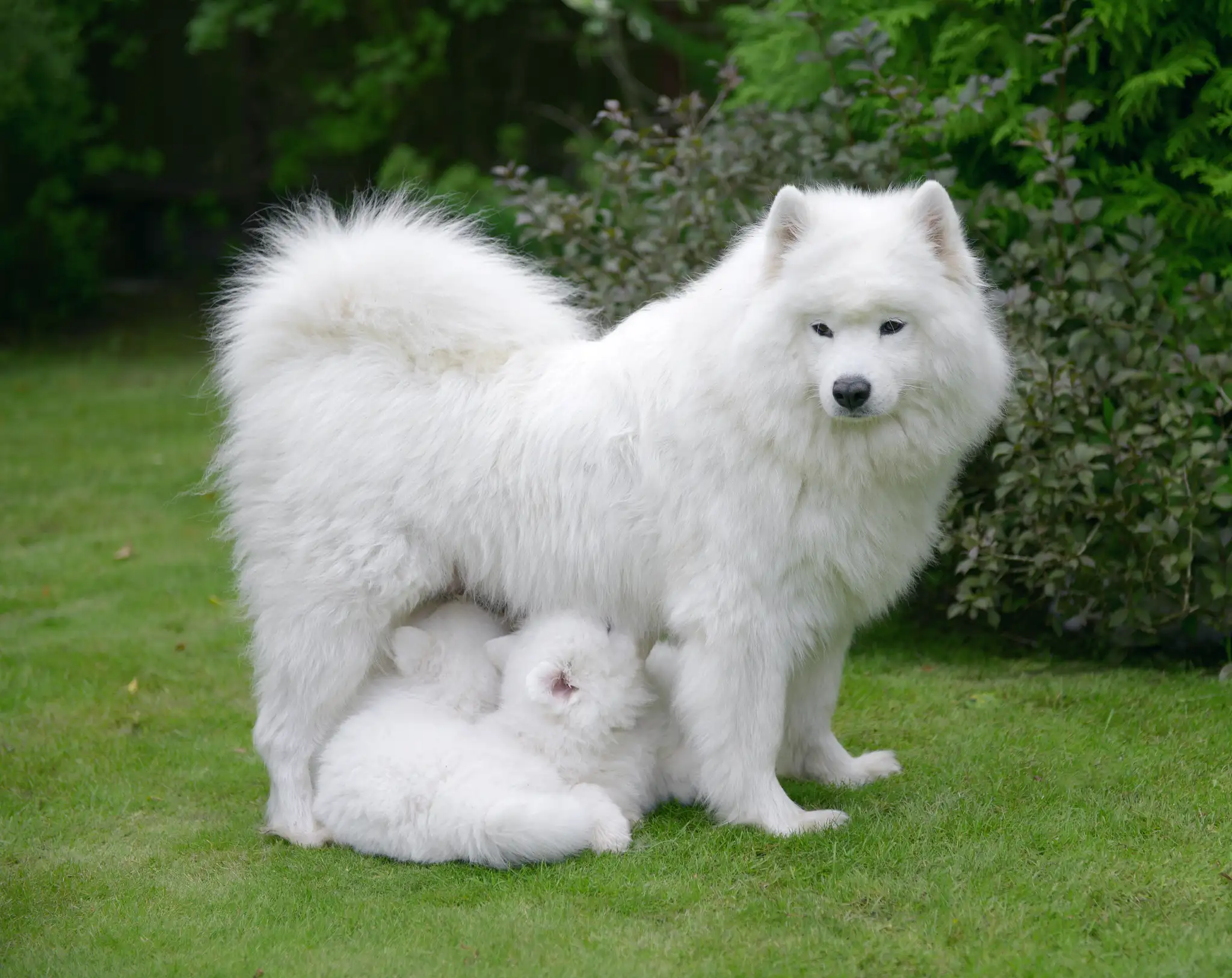 小萨摩耶犬价格(小萨摩耶犬价格及图片)