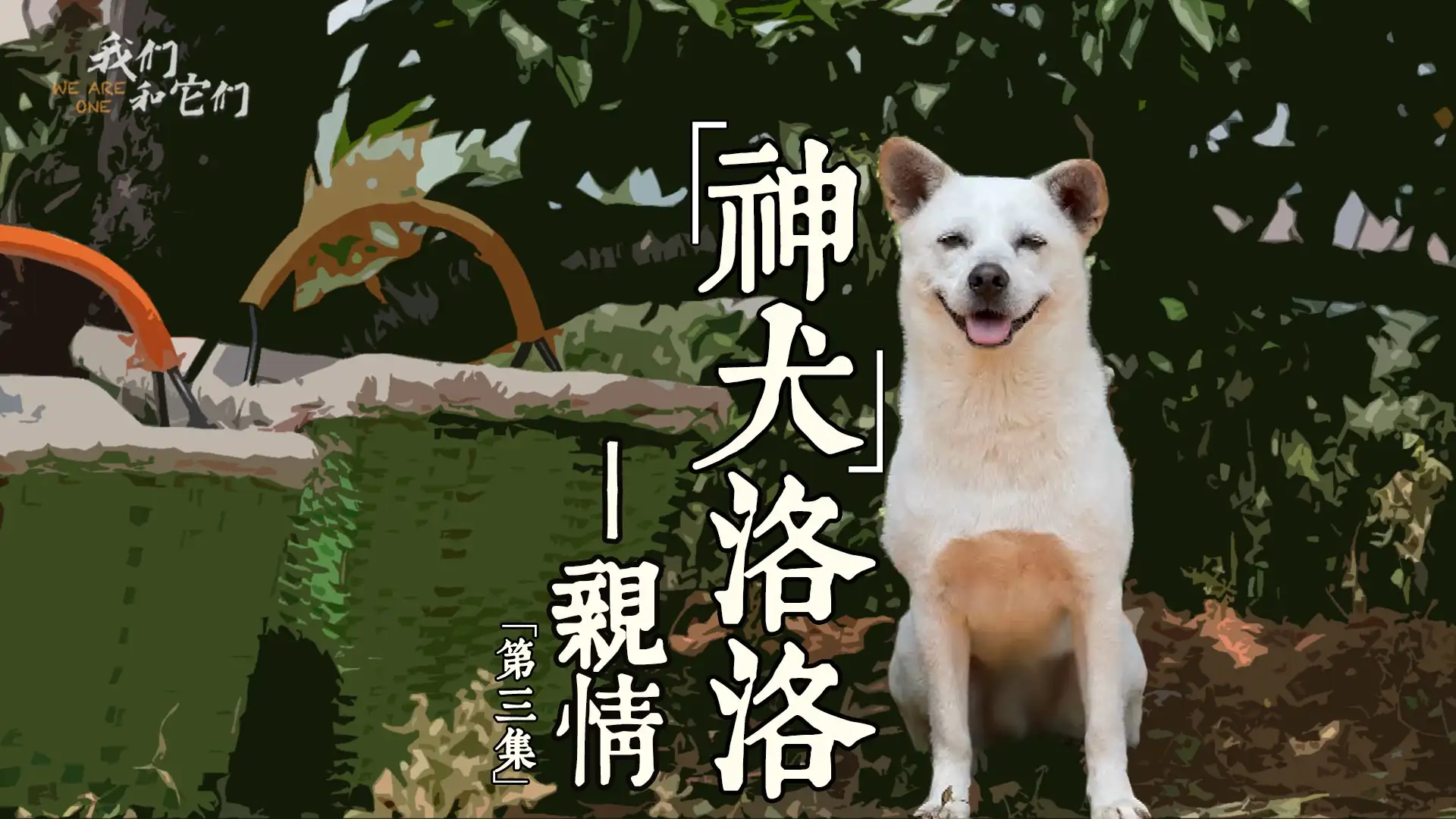 阿拉斯加犬洛洛(阿拉斯加犬洛洛和奶奶)