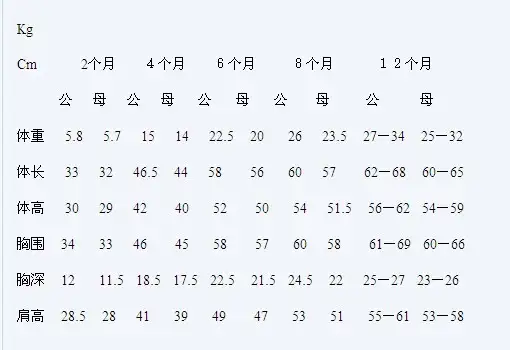 金毛幼犬吃多少狗粮(幼犬13个月怎么喂食)