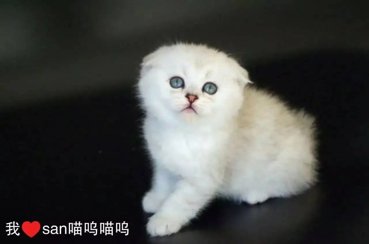 折耳猫会生出立耳猫吗(折耳猫能生出来立耳的吗)