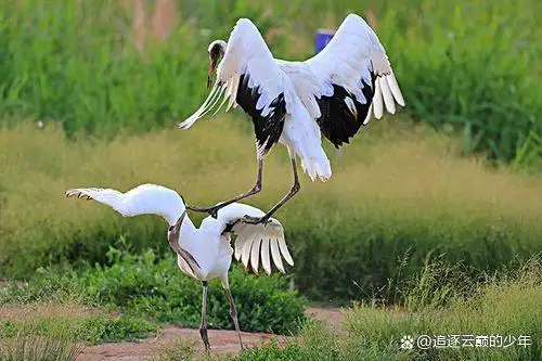 鸟的寿命最长能活多少年(鸟的寿命最长能活多少年呢)