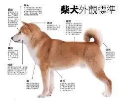 秋田和柴犬区别图片(秋田和柴犬是不是一个品种)