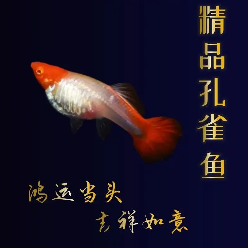 热带孔雀鱼怎么养(热带鱼孔雀小鱼怎么养)