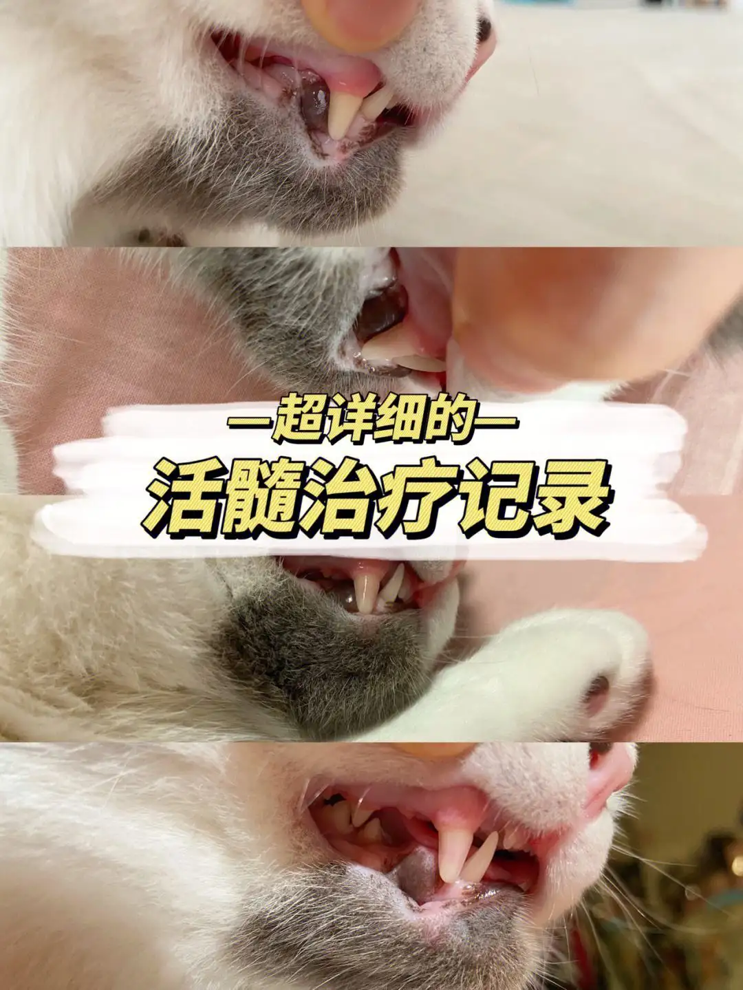 猫最长活多久(猫最久能活多少岁)