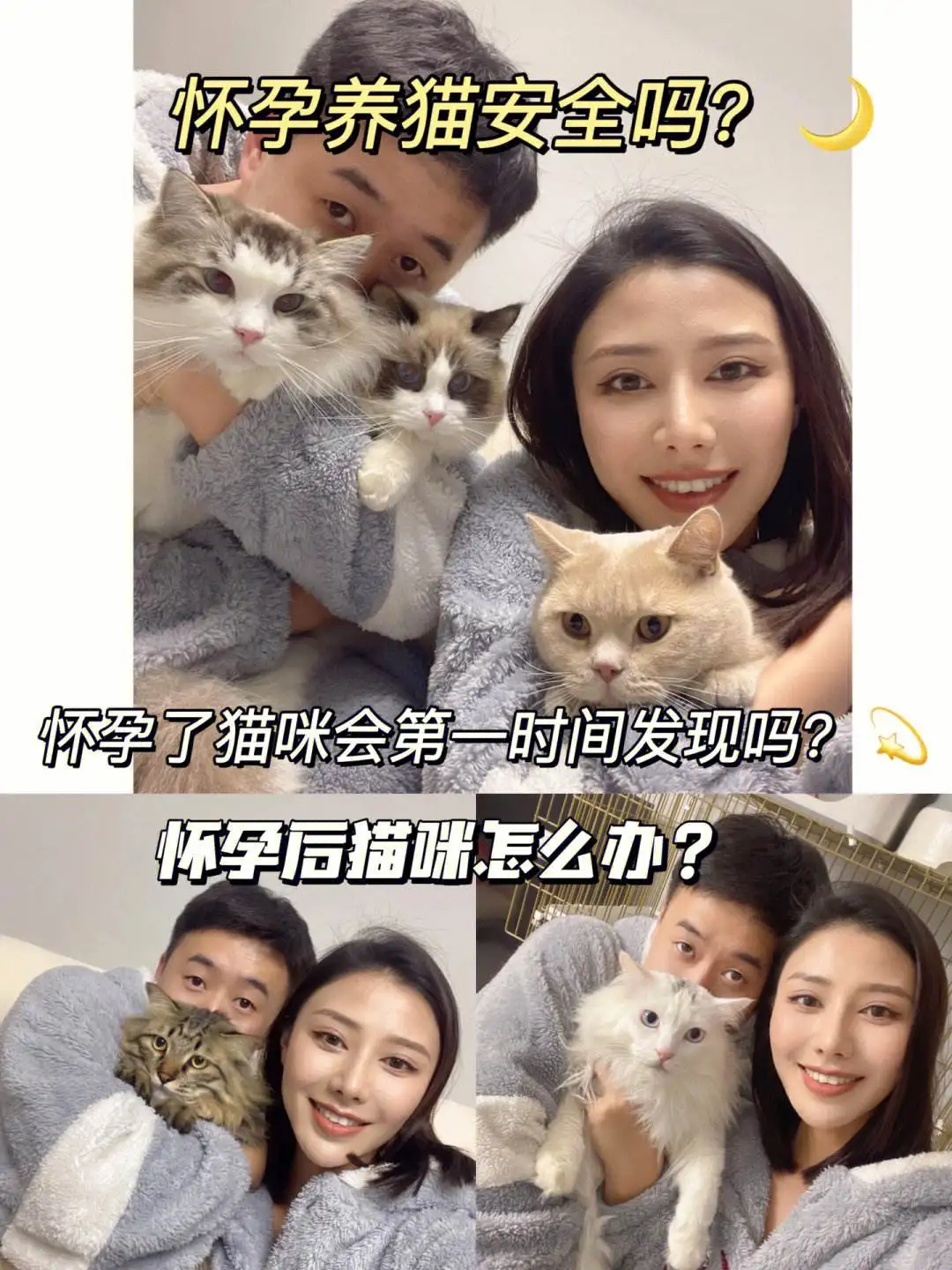 猫怀孕多久才开始显肚(猫咪怀孕各个阶段肚子的照片)