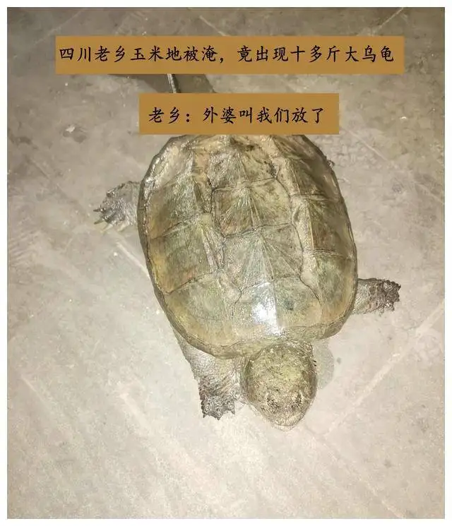 乌龟放生了(乌龟放生了可以吗)