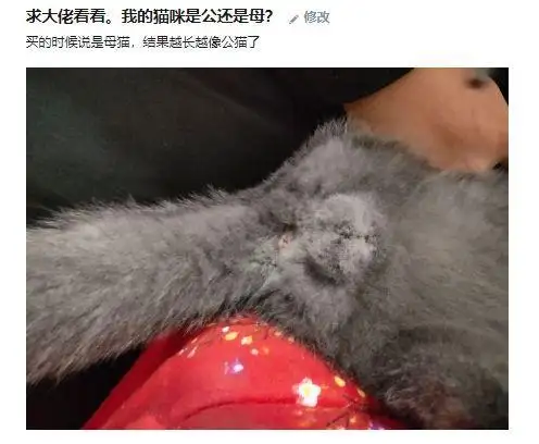 怎么判断是公猫还是母猫(怎么判断是公猫还是母猫啊)