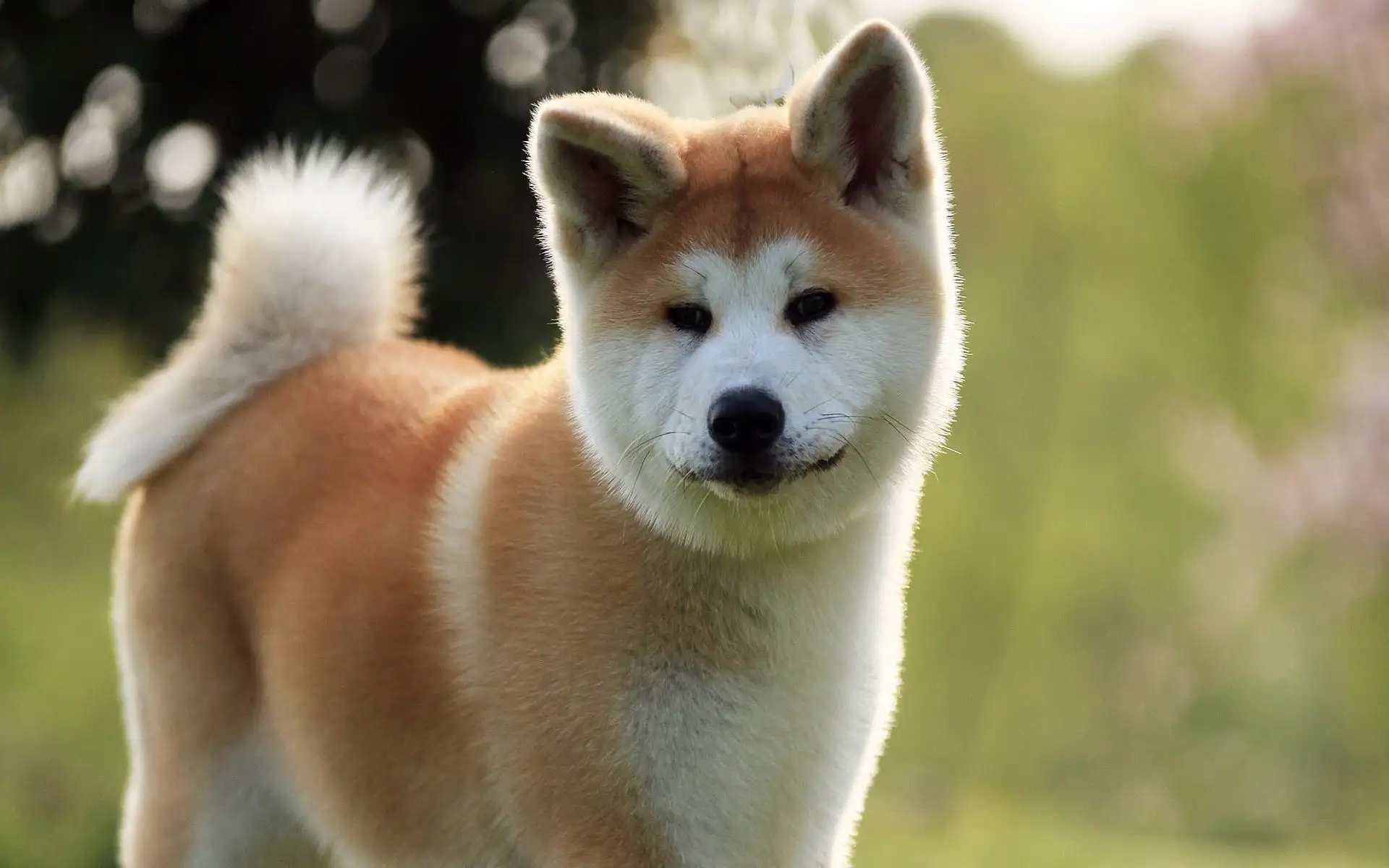 秋田犬和柴犬对比(秋田犬和柴犬对比图)