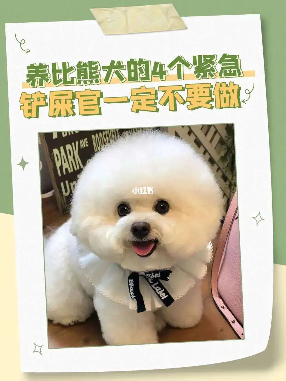 比熊幼犬需要喂水吗(比熊幼犬需要喂水吗为什么)