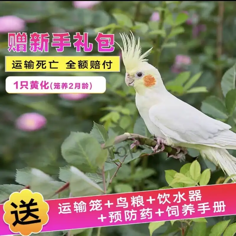 一只鹦鹉能养吗(1只鹦鹉好不好养)