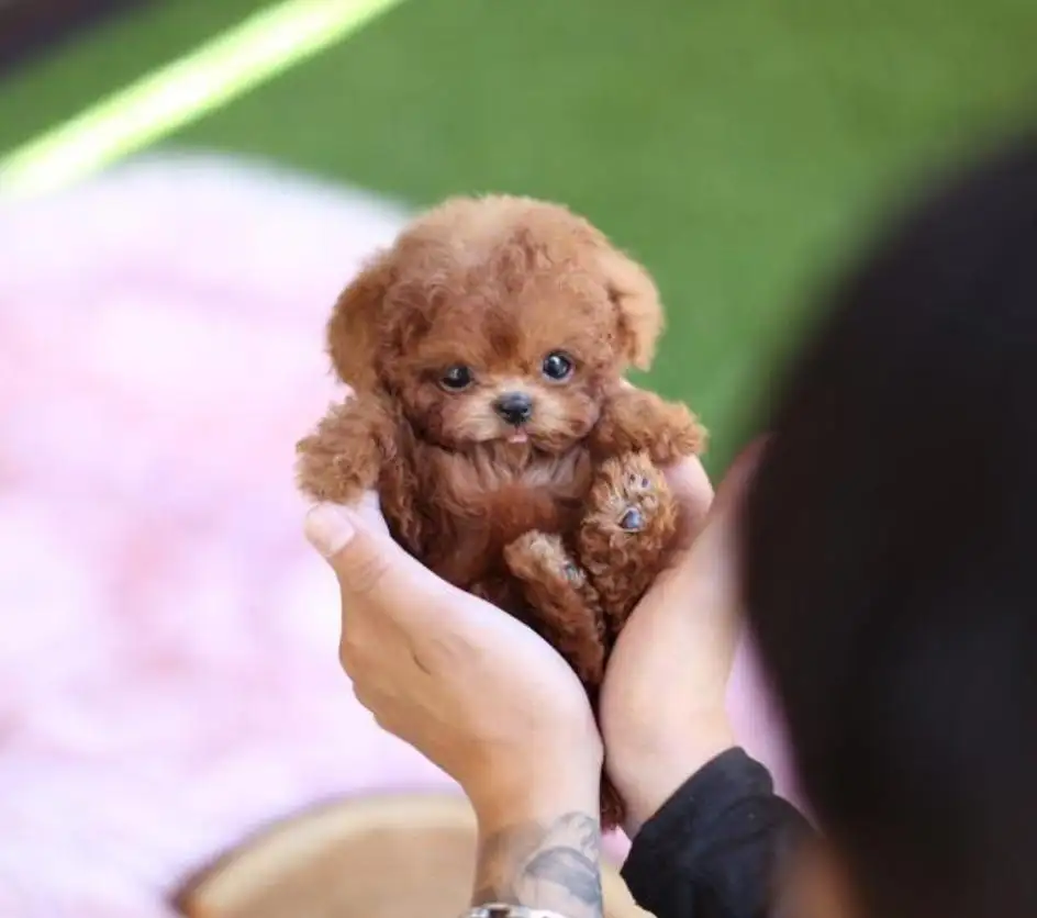 茶杯犬能活多少天(茶杯犬能活多长时间)