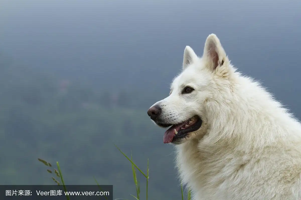 白色德国牧羊犬多少钱(白色德国牧羊犬图片大全)