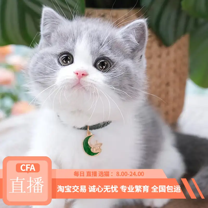 短蓝白猫多少钱一只(蓝白短毛猫是什么品种)