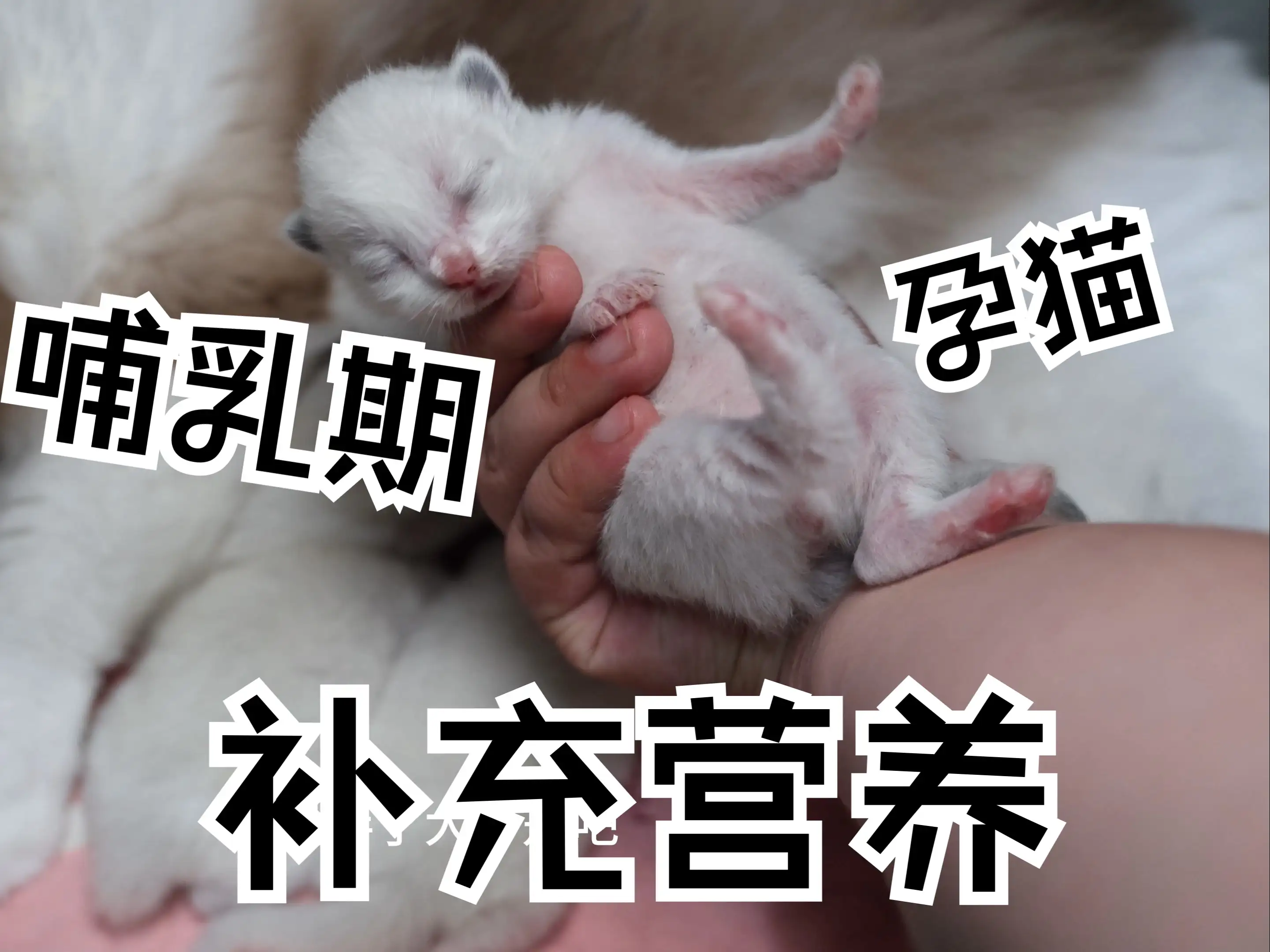 猫怀孕的周期(猫怀孕的周期是多久)