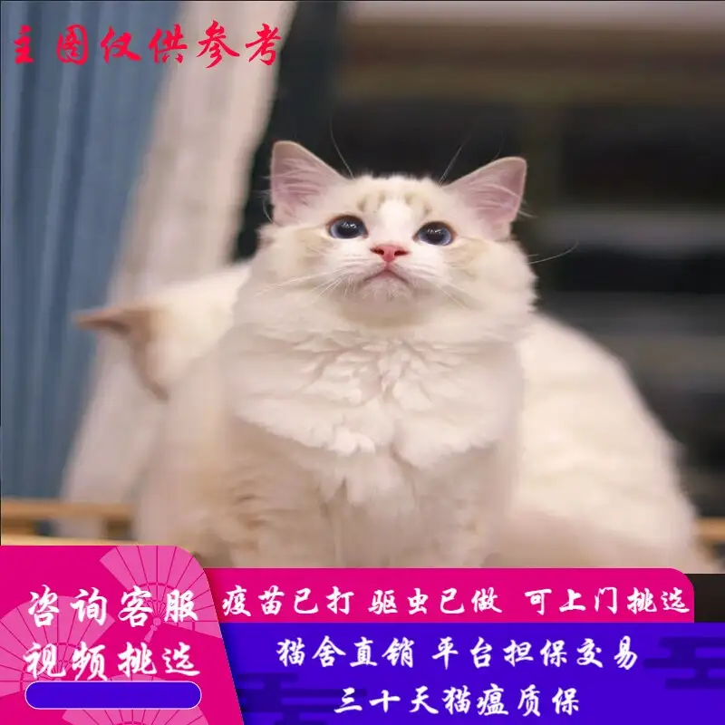 布偶猫活体(布偶猫活体仙女猫)