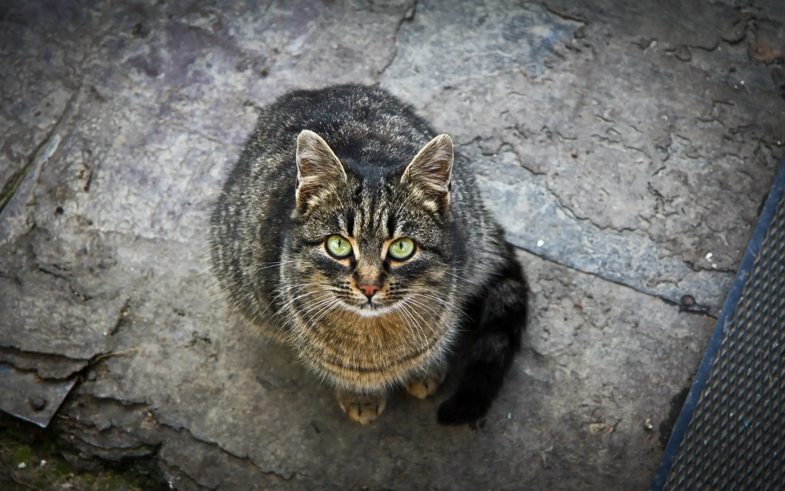 猫咪绿眼睛是什么品种(猫咪绿眼睛是什么品种的)