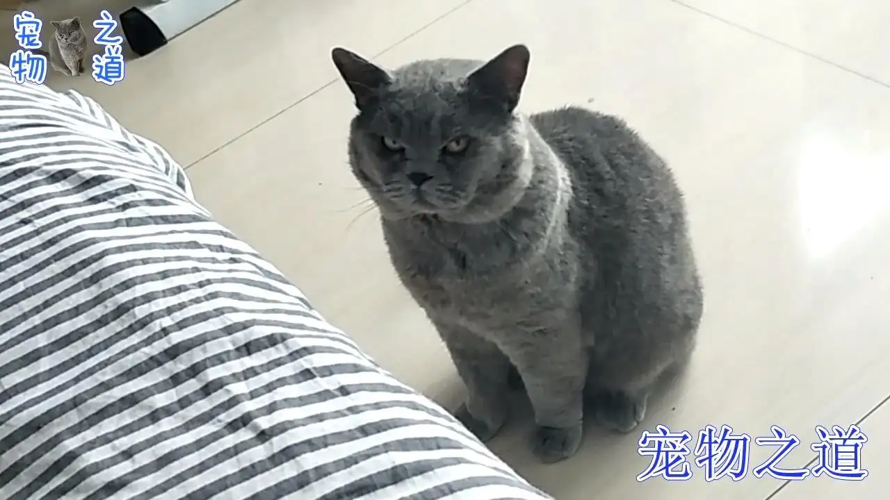 母猫多久能怀孕(母猫多久怀孕时间)