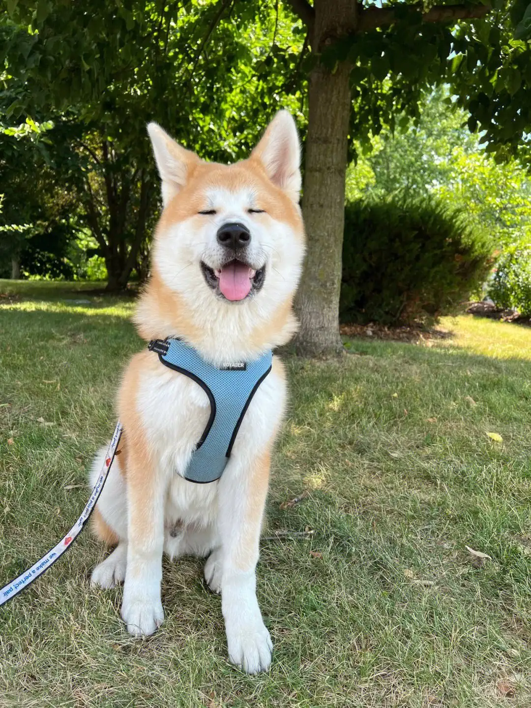 秋田多少钱一只幼犬(秋田多少钱一只幼犬啊)