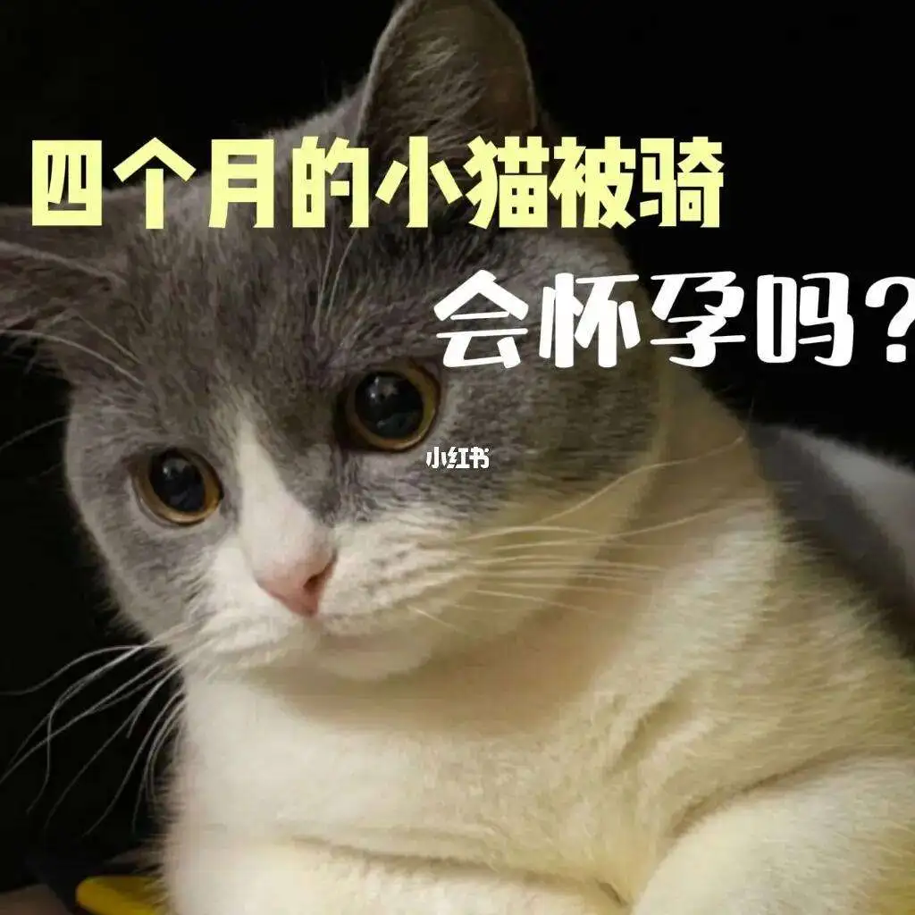 六个月的猫会不会怀孕(6个月的猫咪会不会怀孕)