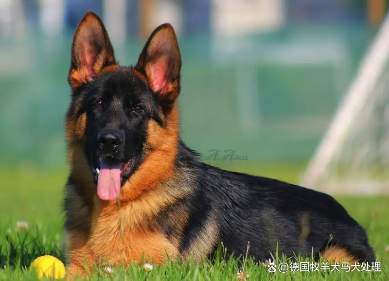 买德国牧羊犬多少钱(买德国牧羊犬多少钱一只)