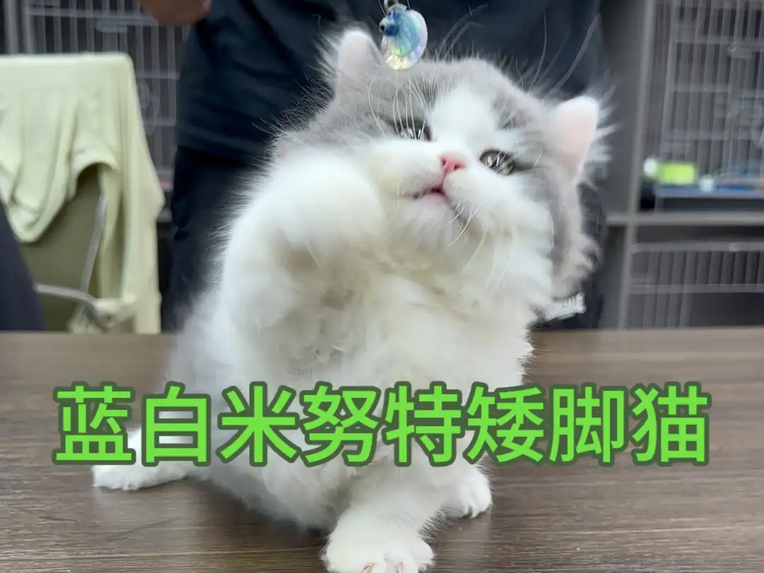 猫品种推荐(不掉毛的猫品种推荐)