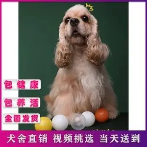 可卡犬小型犬(可卡犬图片价格表 幼犬)