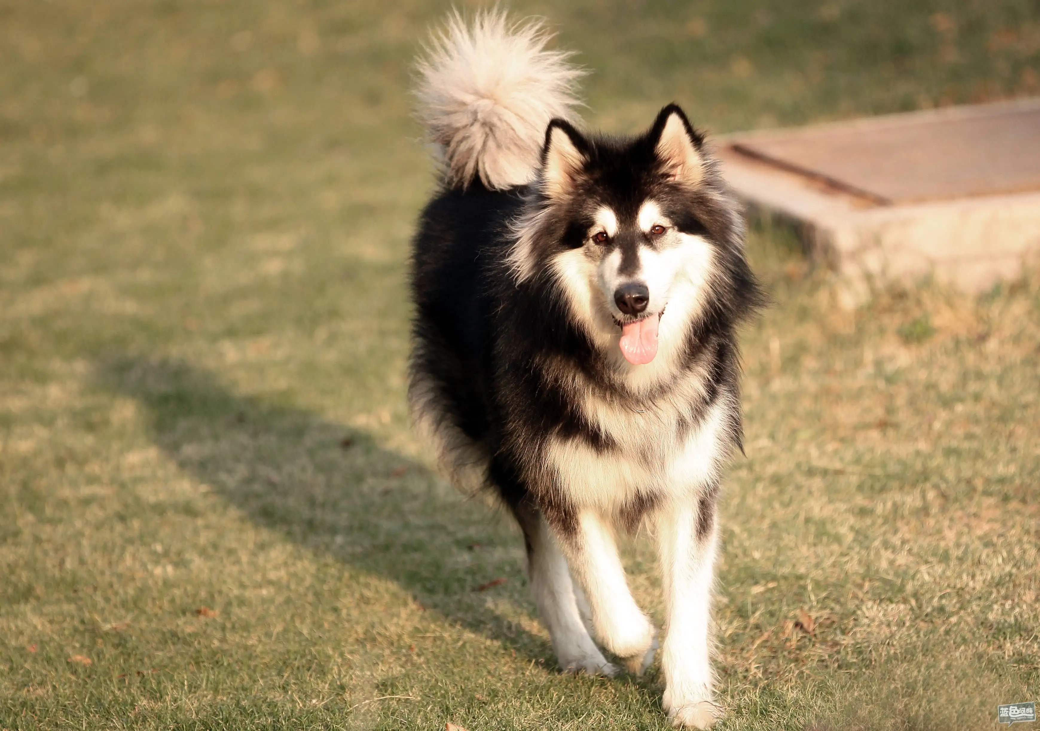 阿拉斯加犬真实(阿拉斯加犬 真实)