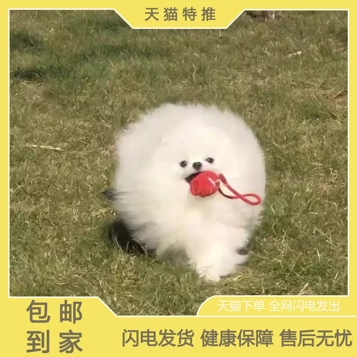 纯种俊介犬价格(纯种俊介一般长多少斤)