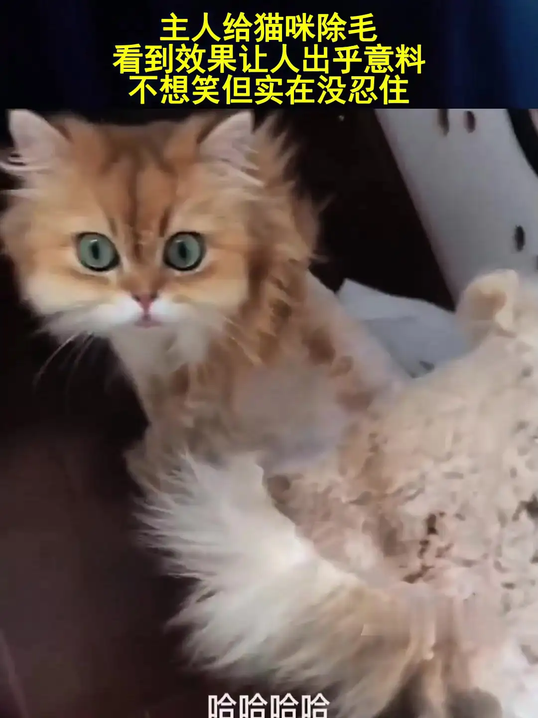 让猫(让猫开心的叫声试听)