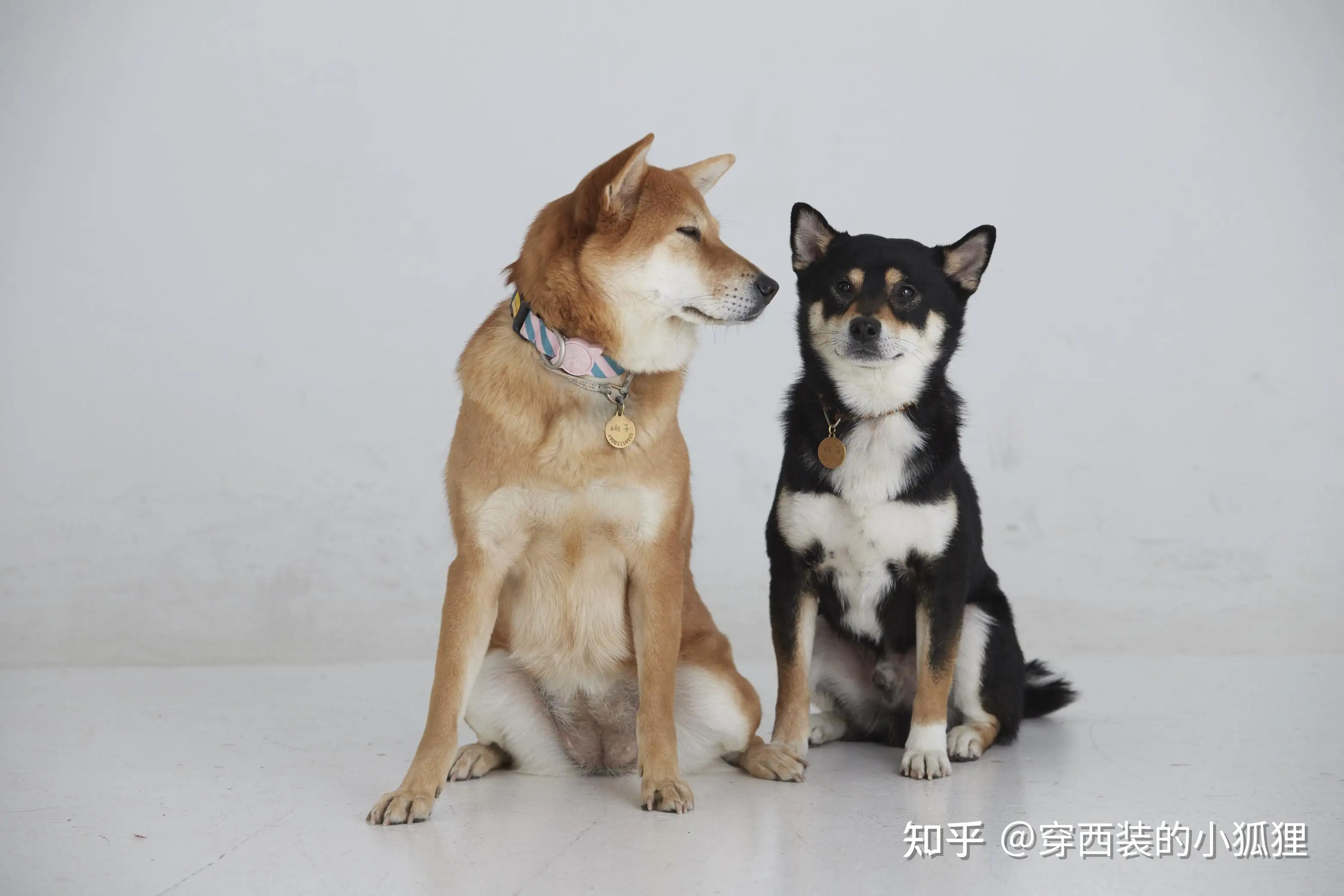 中华田园犬和柴犬的区别(中华田园犬和柴犬的区别图片)