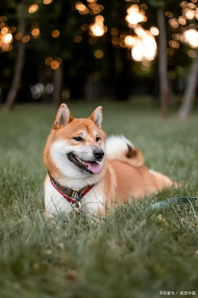 柴犬是什么型犬(柴犬是什么类型的狗)