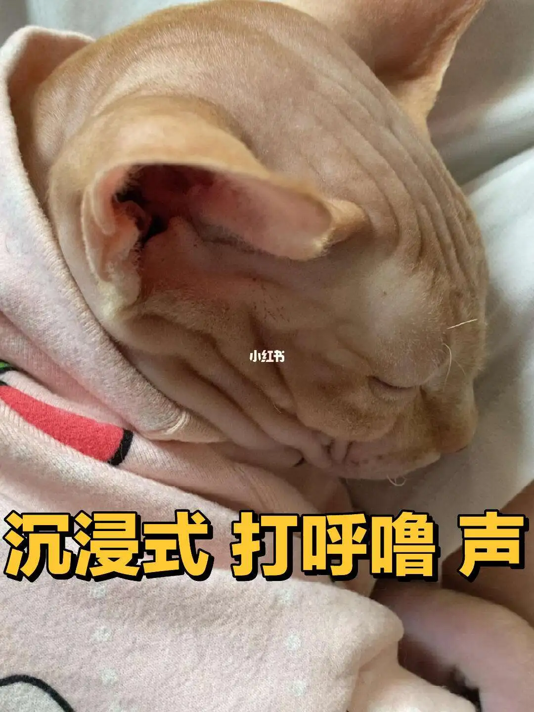 猫的咕噜声怎么发出来的(小猫一摸就呼噜说明性格如何)