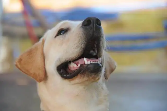 最凶的小型犬(最凶的小型犬图片)