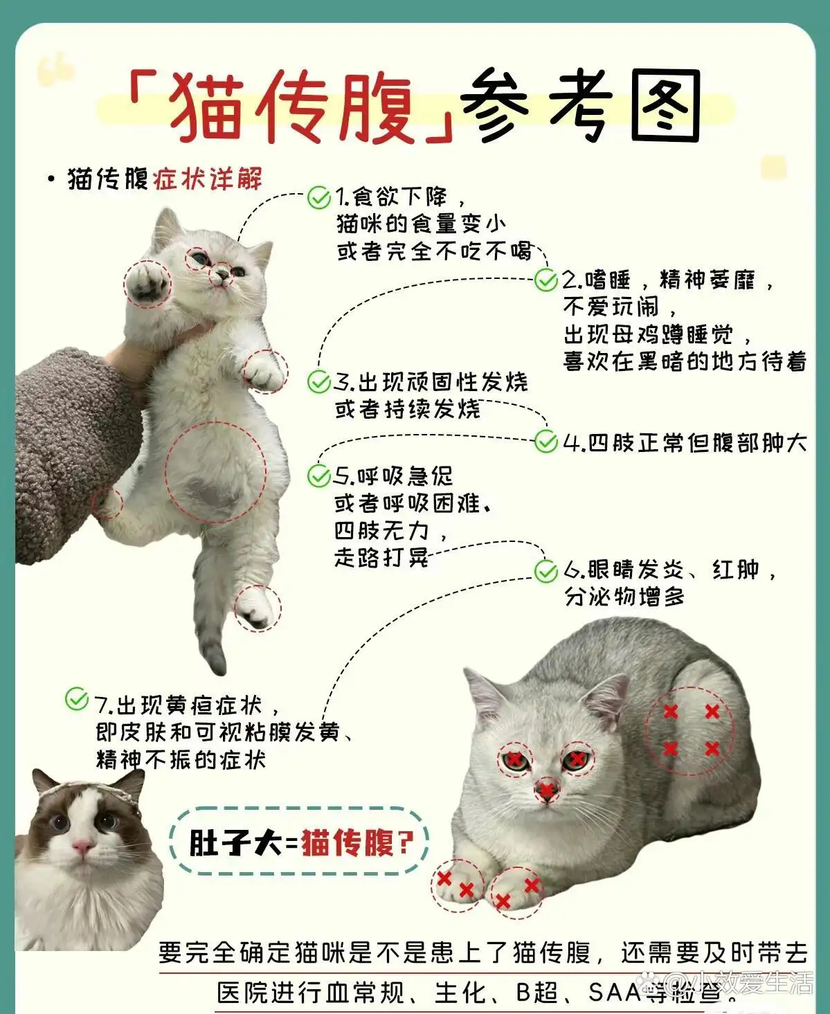 湿性猫传腹会传染别的猫吗(猫湿性传腹会传染给其他猫吗)